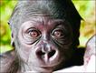 Foto do livro ZooBorns, de Andrew Bleiman e Chris Eastland, publicado por Constable & Robinson