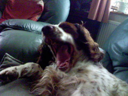 Aaaaggghhhhhhhhhhh. Smell my breath!