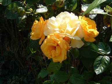 Flowers in summer