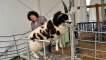 Preparing a sheep for the Show