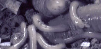 caecilians
