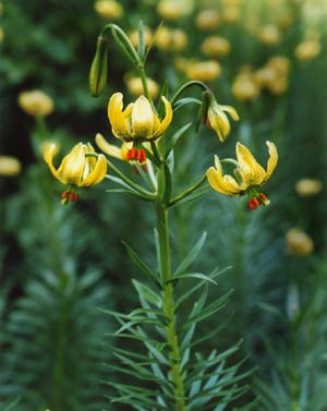 'Turks Cap Lilies' in the forest