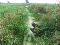 Magor Marsh