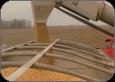 Maize