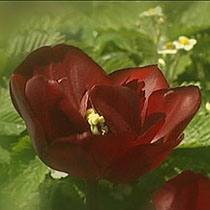 Tulipa Uncle Tom