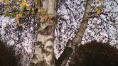 The tree The tree