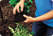 How to plant b