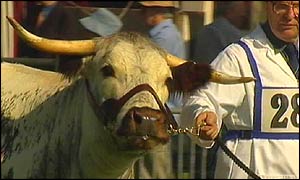 Picture: Cow paraded in arena.
