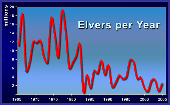 Graph showing the number of  elvers per year over the past 40+ years