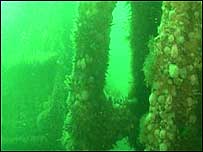 Wreck underwater