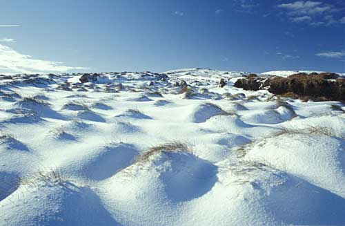 Snowy tussocks on Mullaghaneay (Sperrins)