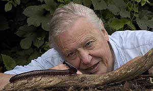 David Attenborough with Giant African millipede