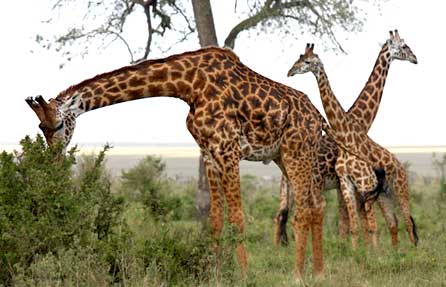 Giraffes feeding