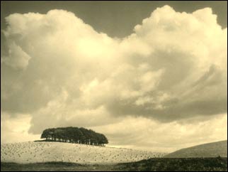 The Copse