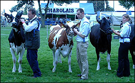 Picture: Farmers get their cows into position