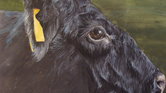 Aberdeen Angus... Aberdeen Angus...