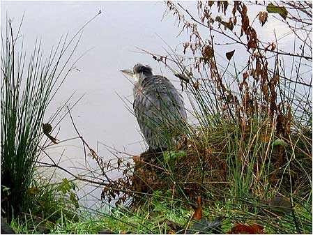 Heron