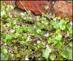 Ivy Leaf toadflax
