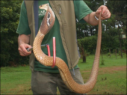 Spectacled Cobra
