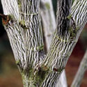 Acer capillipes, Snakebark maple