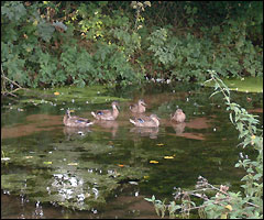 Ducks on the canal