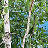 Betula utilis var. jacquemontii