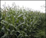 Maize