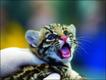 Foto do livro ZooBorns, de Andrew Bleiman e Chris Eastland, publicado por Constable & Robinson