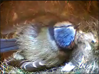 Bluetit webcam