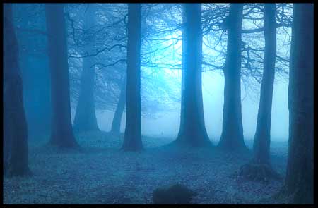 Trees in Castledawson near the single-span bridge