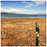 Beach c/o Charlie Phillips