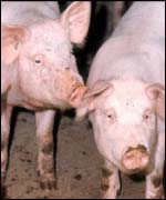Pigs