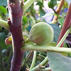Fig - Brown Turkey