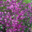 Thalictrum, Meadow rue