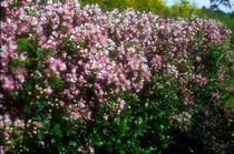 Escallonia