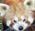 Panda Coch
