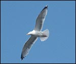 Herring gull