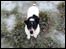 Tim the dog on icy ground. Photo courtesy of Ian Wilson.