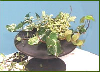 fill oasis with pittosporum