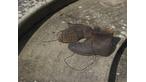 Gertrude Jekyll's gardening boots