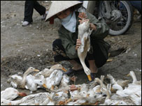 Buôn bán gia cầm