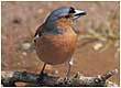 chaffinch