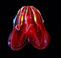The Abyss - Live will bring pictures from more than a mile under the sea