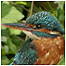 Freshwater index (Image: Kingfisher)