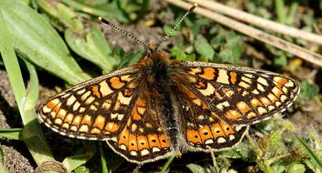 Marsh fritillary by Mike Turtle