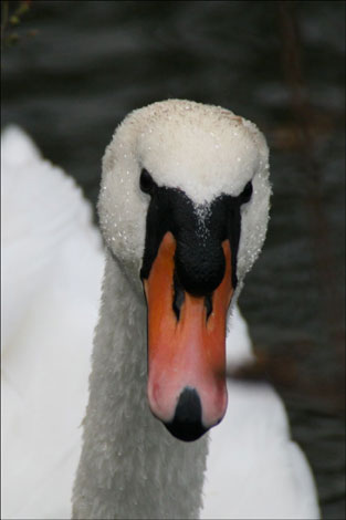 A swan - photo by Paul Wilde.  Send your nature pictures to worcester@bbc.co.uk.