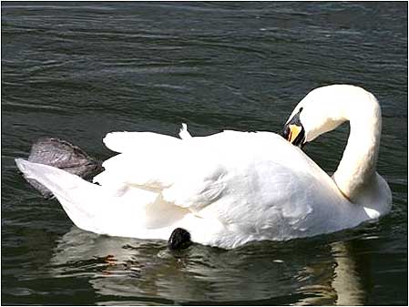 Swan