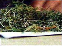 maconha
