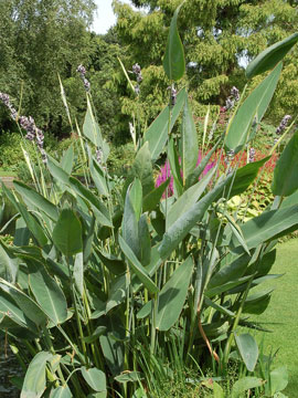 "Thalia dealbata"