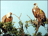 गिद्ध